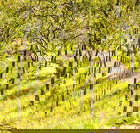 Davies Creek Mountain Bike Park - Sydney Tourism