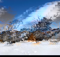 Dinner Plain - Sydney Tourism