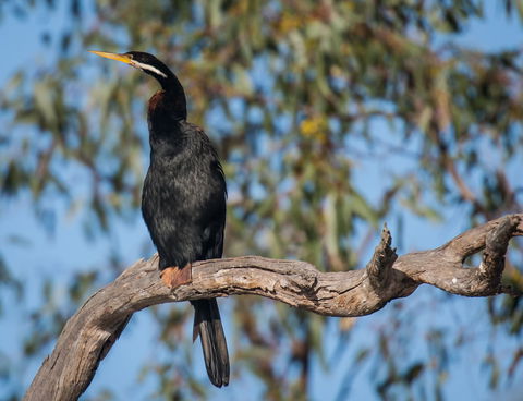 Greenough River Nature Trail - Sydney Tourism 0