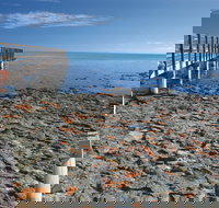 Hamelin Pool Stromatolites - Sydney Tourism