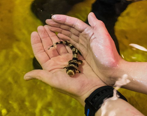 Irukandji Shark And Ray Encounters - Sydney Tourism 0