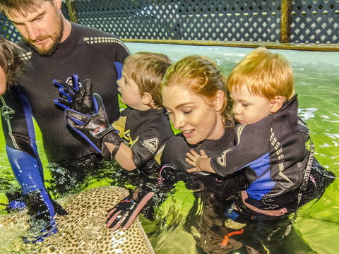 Irukandji Shark And Ray Encounters - Sydney Tourism 1