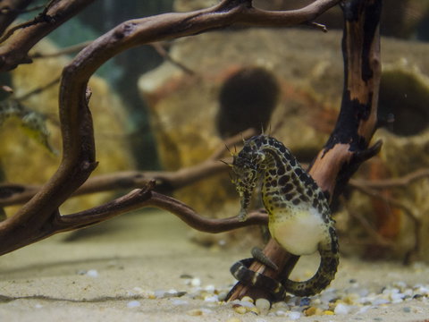 Irukandji Shark And Ray Encounters - Sydney Tourism 2