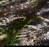 Langwarrin Flora and Fauna Reserve Walking Trails - Sydney Tourism