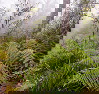 Link Trail - Gloucester Tops to Careys Peak - Sydney Tourism