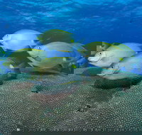 Lodestone Reef - Sydney Tourism