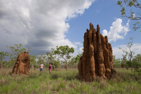 Magnetic Termite Mounds - Sydney Tourism 2