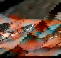 Opalton - Sydney Tourism