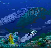 Osprey Reef - Sydney Tourism