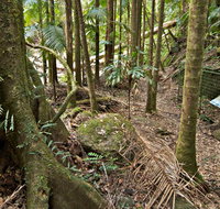Palm Forest Walking Track