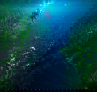 Piccaninnie Ponds Conservation Park - Sydney Tourism