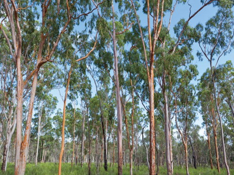 Pilliga Forest - Sydney Tourism 1