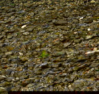 Potoroo Falls picnic area - Sydney Tourism