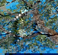 Ridge Walking Track - Sydney Tourism