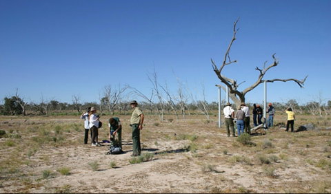Sturt's Tree Walk - Sydney Tourism 0