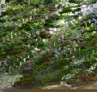 Way Way Creek Road Drive - Sydney Tourism