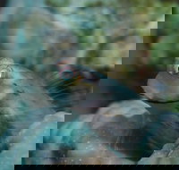 Whale Bommie Dive Site - Sydney Tourism