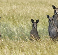 Woodlands Historic Park - Sydney Tourism