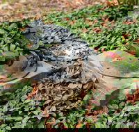 Antony Symons - Retrospective of a Life's Work - Sydney Tourism