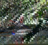 Barra Feeding - Sydney Tourism