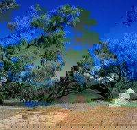 Comet - Sydney Tourism