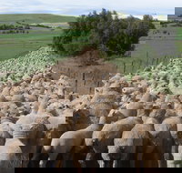 Curringa Farm - Accommodation and Farm Tours - Sydney Tourism