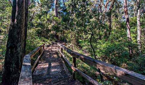 Dawson River Walking Track - Sydney Tourism 0