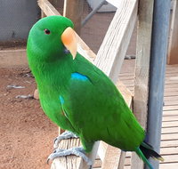 Eyre Reptile  Wildlife Park - Sydney Tourism