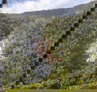 Kearneys Falls - Sydney Tourism