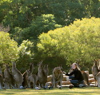 Lone Pine Koala Sanctuary - Sydney Tourism