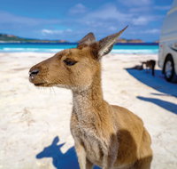 Lucky Bay - Sydney Tourism