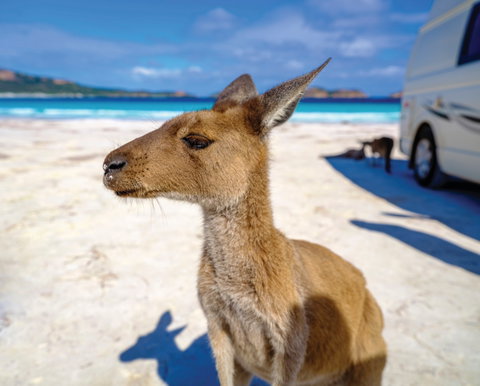 Lucky Bay - Sydney Tourism 0
