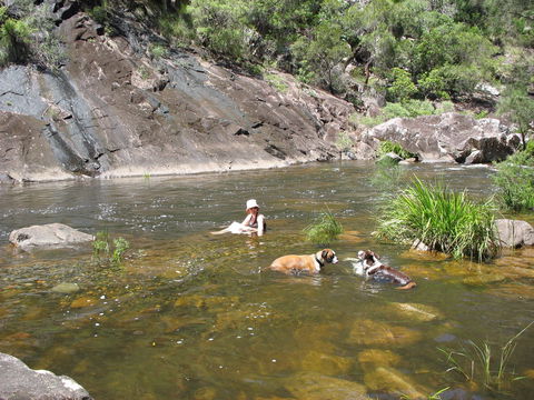 Mount Boss State Forest - Sydney Tourism 0