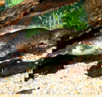 Platypus House