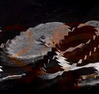 Shellharbour City Museum formerly Tongarra Museum - Sydney Tourism