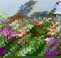 Smokin Heights Iris Display Garden - Sydney Tourism