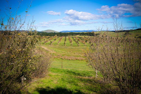 Tarago Truffles - Sydney Tourism 0