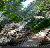 Wirrawilla Rainforest Walk - Sydney Tourism