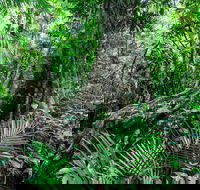 Djiru National Park - Sydney Tourism