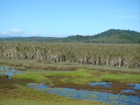 Eubenangee Swamp National Park - Sydney Tourism 1
