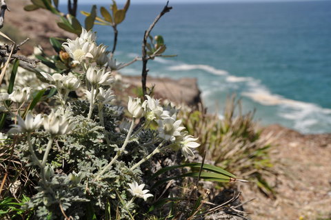 Perpendicular Point - Sydney Tourism 1