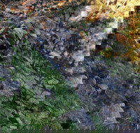 Pine Gully Nature Trail - Sydney Tourism