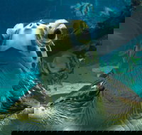 Reef HQ Aquarium - Sydney Tourism