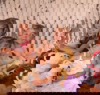 Tambo Teddies - Sydney Tourism