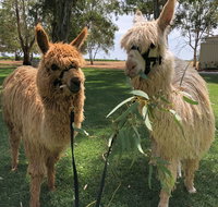 Visit an alpaca farm and get up and personal with these gentle and unique animals - Sydney Tourism