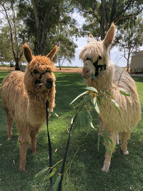 Visit An Alpaca Farm And Get Up And Personal With These Gentle And Unique Animals - Sydney Tourism 0