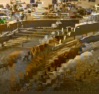 Wagga Wagga Livestock Marketing Centre