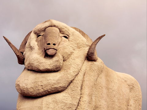 Big Merino - Sydney Tourism 1