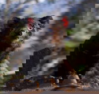 Bonorong Wildlife Sanctuary - Sydney Tourism