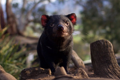 Bonorong Wildlife Sanctuary - Sydney Tourism 0